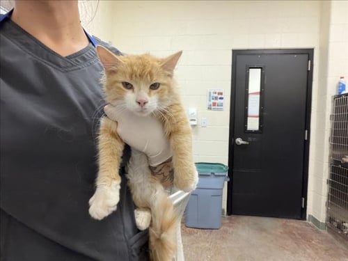 BULLDOG - Domestic Medium Hair available for adoption