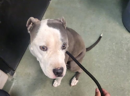 BLUEBERRY - American Pit Bull Terrier available for adoption