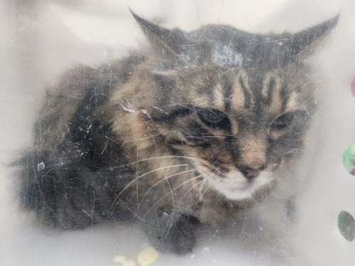 ANGUS - Domestic Medium Hair available for adoption