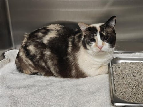 MINA - Domestic Short Hair available for adoption