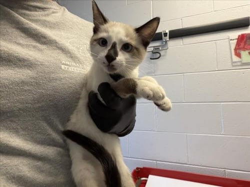 CASPIAN - Domestic Short Hair available for adoption
