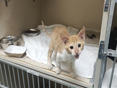 LINK - Domestic Short Hair available for adoption