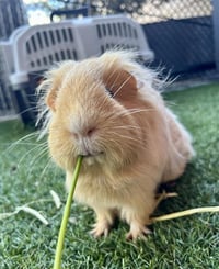 BLONDIE - Photo 1