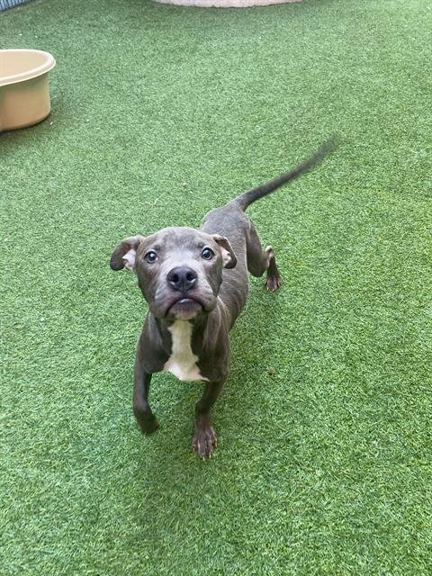 CLAUDE - Pit Bull Terrier available for adoption