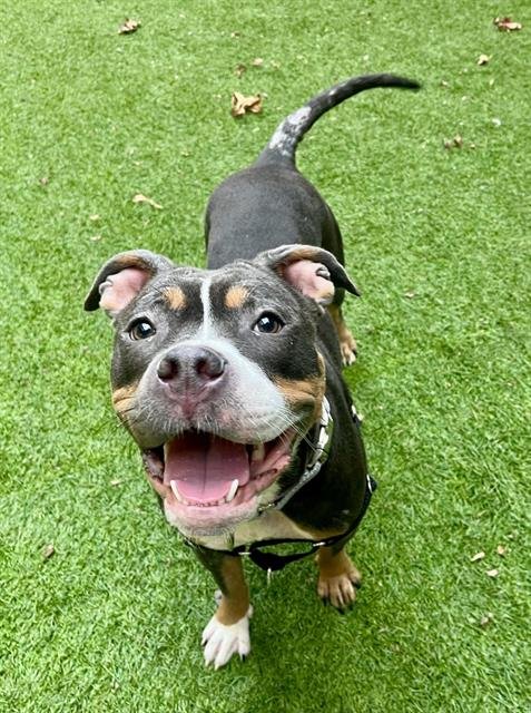 COLA - Pit Bull Terrier available for adoption