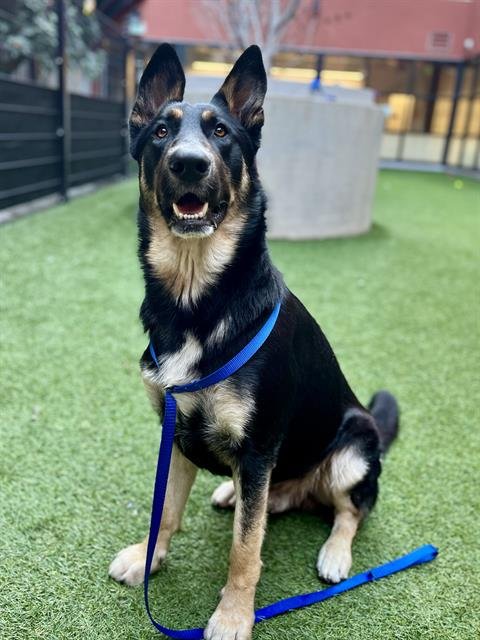 TIMBER - German Shepherd Dog available for adoption