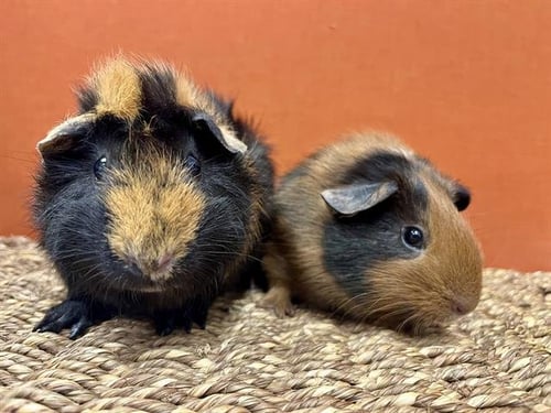 BUTTERED TOAST - Guinea Pig available for adoption
