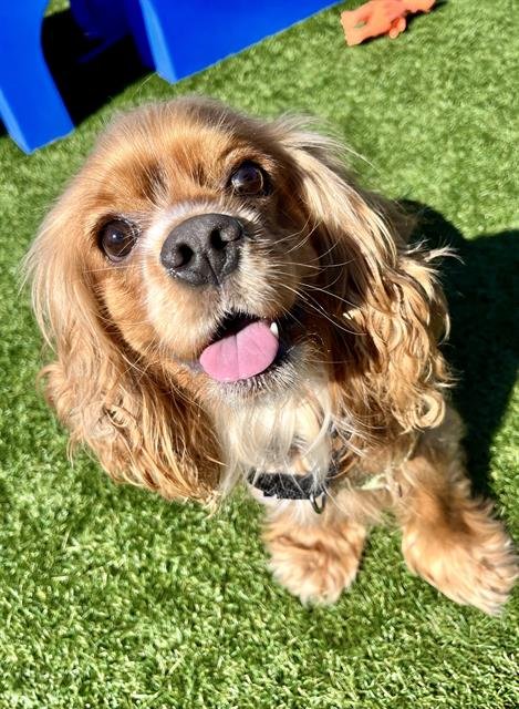 DAILY - Cocker Spaniel available for adoption