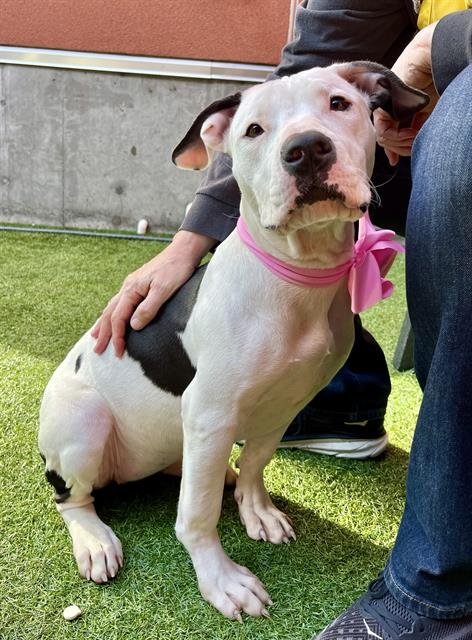 HOKEY POKEY - Pit Bull Terrier available for adoption