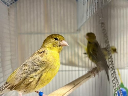 PIP - Canary available for adoption