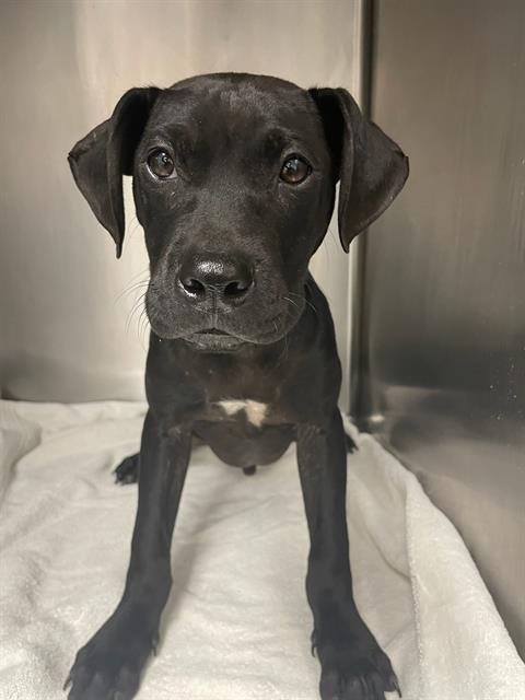 END ZONE - Pit Bull Terrier / Labrador Retriever available for adoption