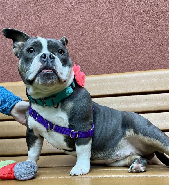 LIMBO - Bulldog available for adoption