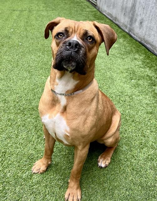 HONEY - Boxer available for adoption