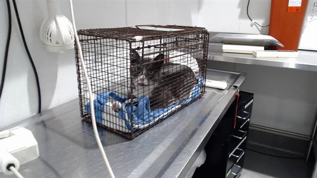 GRIGIO - Domestic Short Hair available for adoption