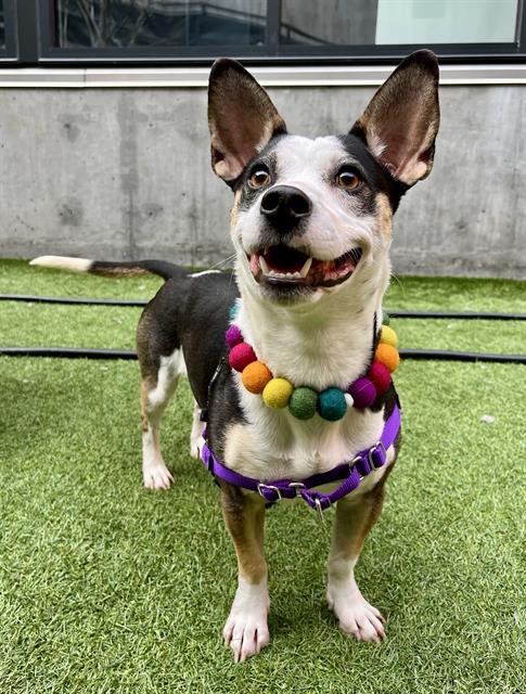 ALYSA LIU - Rat Terrier / Australian Cattle Dog/Blue Heeler available for adoption