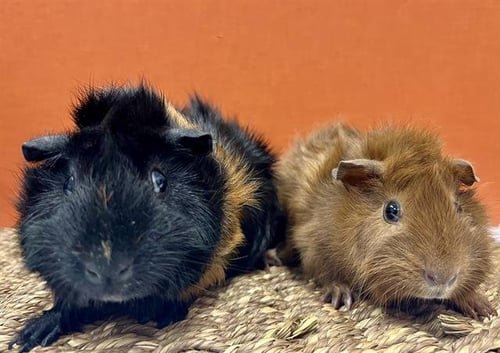 HONEY BUNCHES - Guinea Pig available for adoption