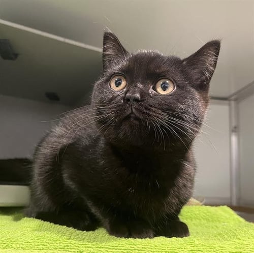 CYRIL - American Shorthair available for adoption