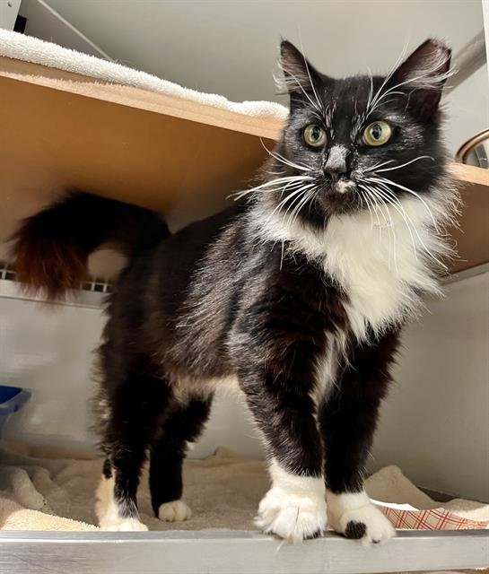 ALLIE - Domestic Long Hair available for adoption