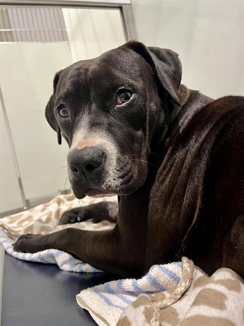 MELODY - Pit Bull Terrier available for adoption