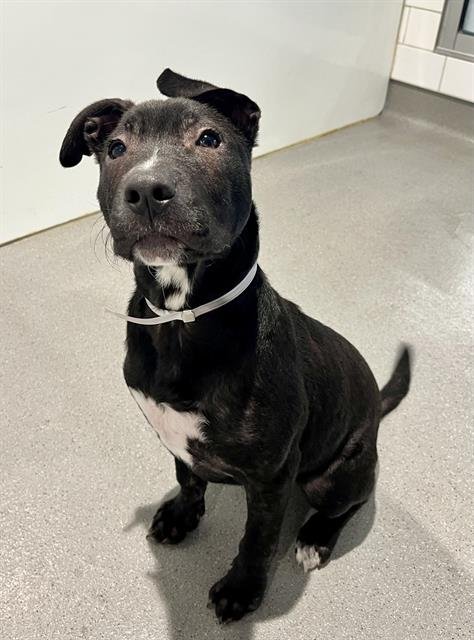 CHER - Pit Bull Terrier available for adoption