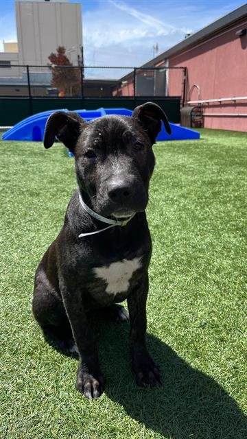 CHER - Pit Bull Terrier available for adoption
