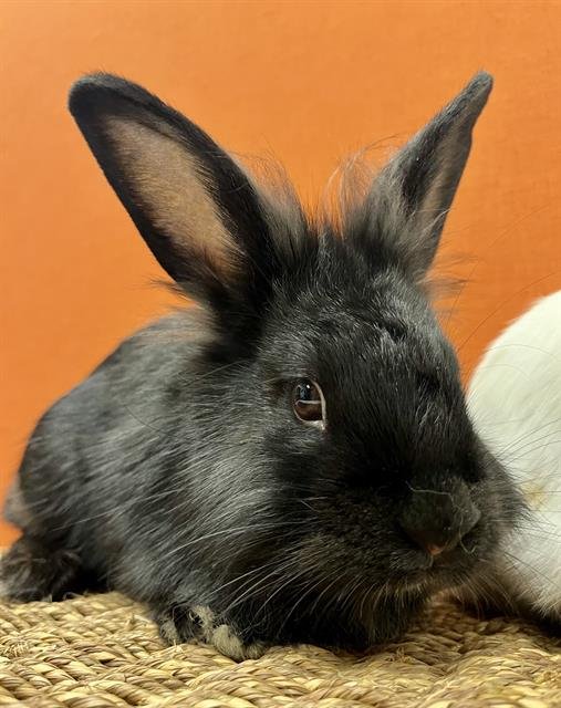 SESAME - Shorthaired Rabbit available for adoption