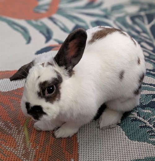 BRITE - Shorthaired Rabbit / Dutch available for adoption