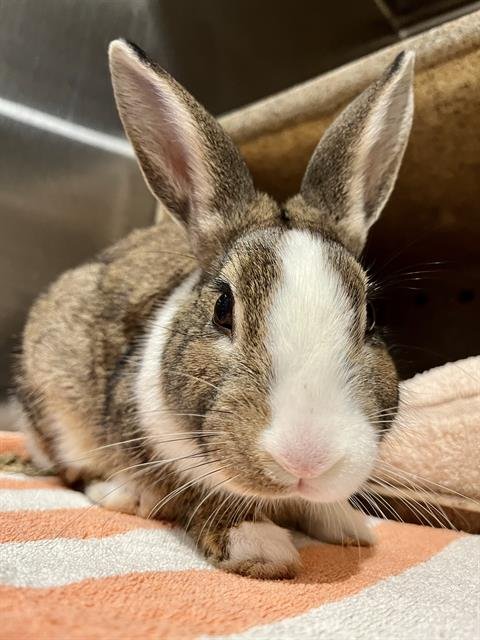 BENSON - Shorthaired Rabbit available for adoption