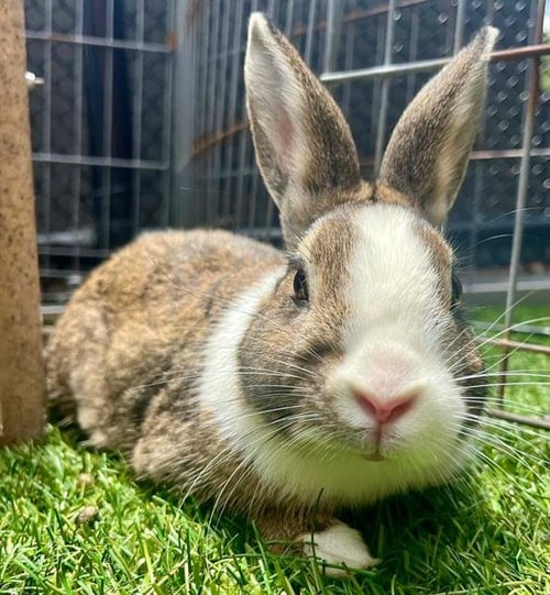 BENSON - Shorthaired Rabbit available for adoption
