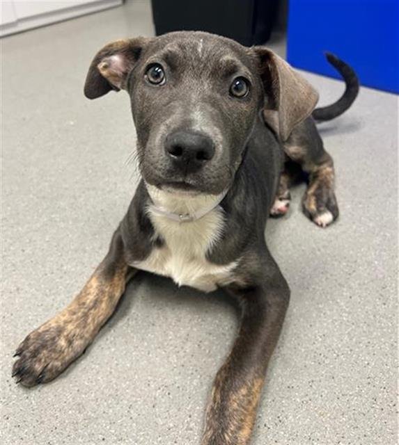 MARIGOLD - Pit Bull Terrier available for adoption