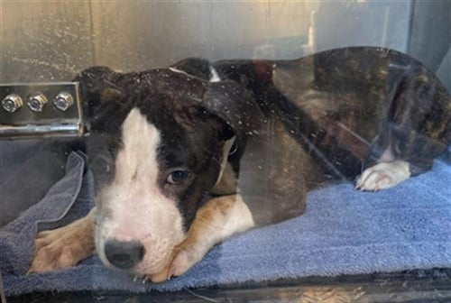 LADY - Pit Bull Terrier available for adoption