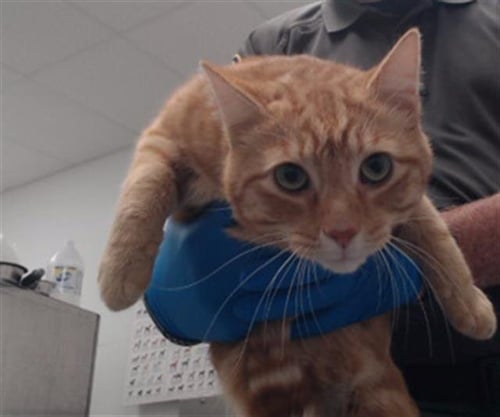 REGGIE - Domestic Short Hair available for adoption