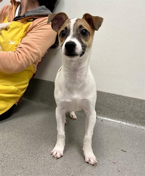 DR ROBBY - Jack Russell Terrier (Parson Russell Terrier) / Chihuahua available for adoption