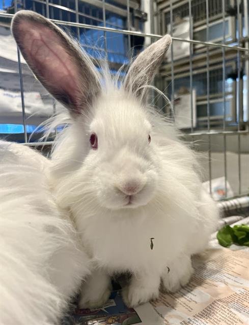 DARWIN - Shorthaired Rabbit available for adoption