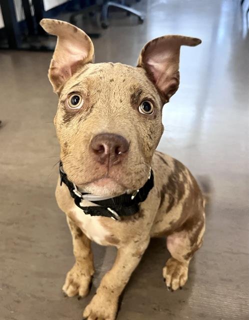 CHIPWICH - Pit Bull Terrier for adoption in San Francisco