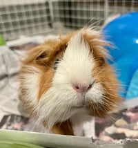 HARRY PORKER - Photo 1
