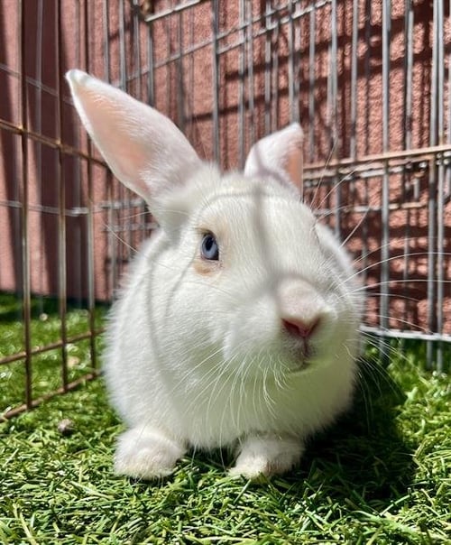 VAL - Shorthaired Rabbit available for adoption