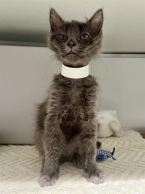 MARIAH - Domestic Short Hair available for adoption