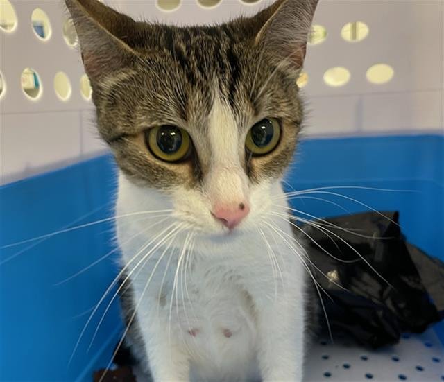 SAMANTHA - Domestic Short Hair available for adoption