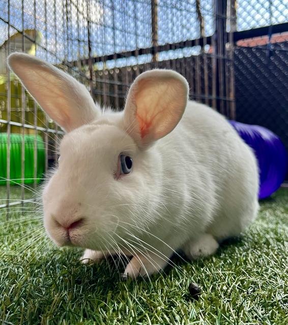 BUNBUN - Longhaired Rabbit available for adoption