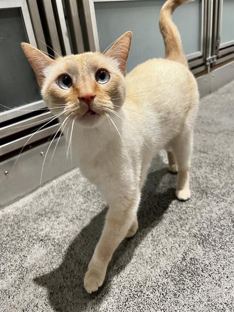 SPARKY - Domestic Short Hair available for adoption