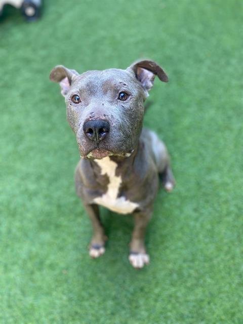 RYAN - Pit Bull Terrier for adoption in San Francisco