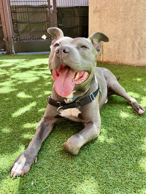 RYAN - Pit Bull Terrier available for adoption
