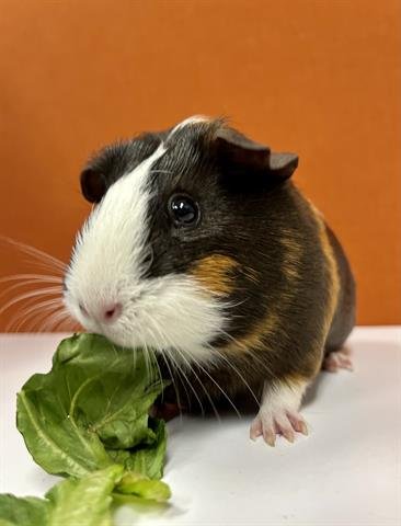 FLUFF - Guinea Pig available for adoption