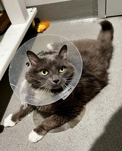 GRACIE - Domestic Long Hair available for adoption