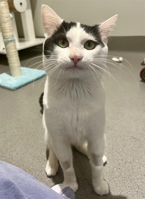 MANFRED - Domestic Short Hair available for adoption