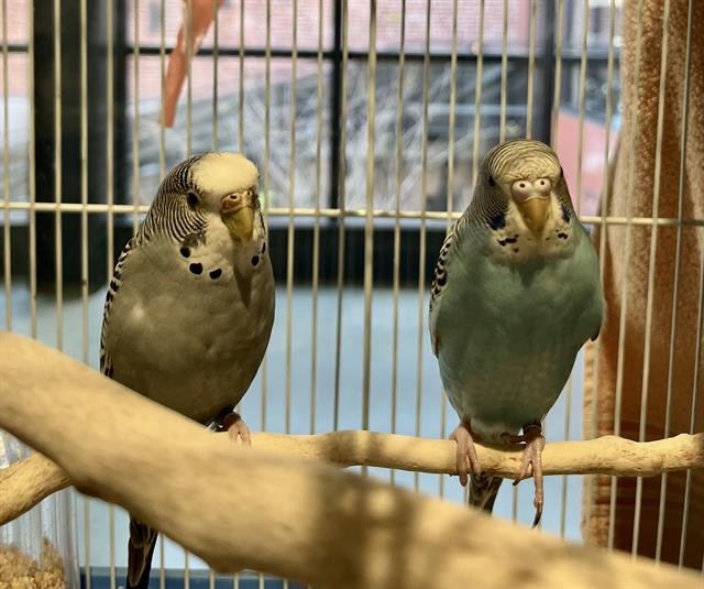 MS. GRAY - Parakeet - Other available for adoption