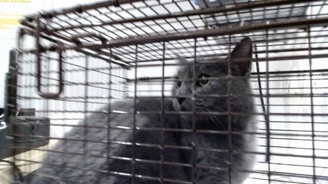 ARAMUS - Domestic Short Hair available for adoption