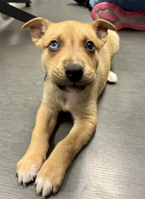 SCRAPPY DOO - Husky / Pit Bull Terrier available for adoption