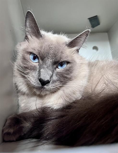 BEAUX - Domestic Long Hair for adoption in San Francisco